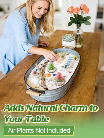 ANPHSIN white sea urchin shell air plant holder pairs with light interiors.