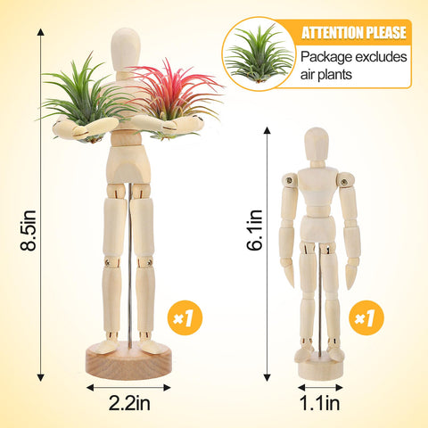 anphsin tabletop air plant display ideal for shelves or desks.