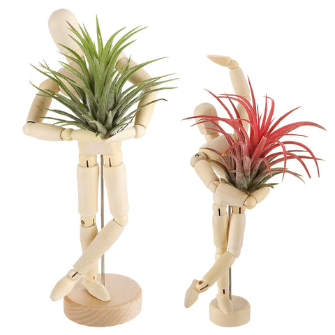 anphsin wooden air plant holder 8.5-inch display with adjustable joints for stylish poses.