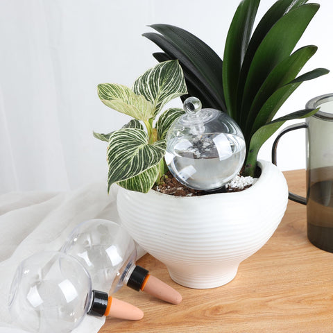 Ansberta 6-pack watering globes main use provides steady moisture for busy plant lovers.