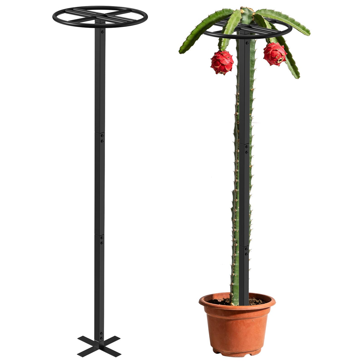 ANTEQI dragon fruit trellis front view for sturdy climbing plant support