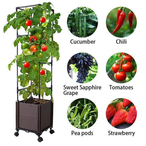 Antmoilios self-watering reservoir maintains even soil moisture for healthy roots.