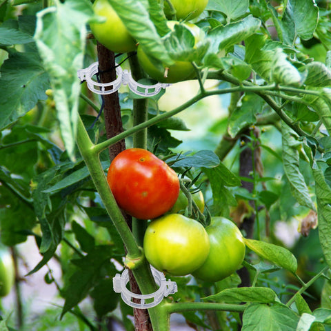 Anyumocz easy-to-use garden clips attach vines without slipping.