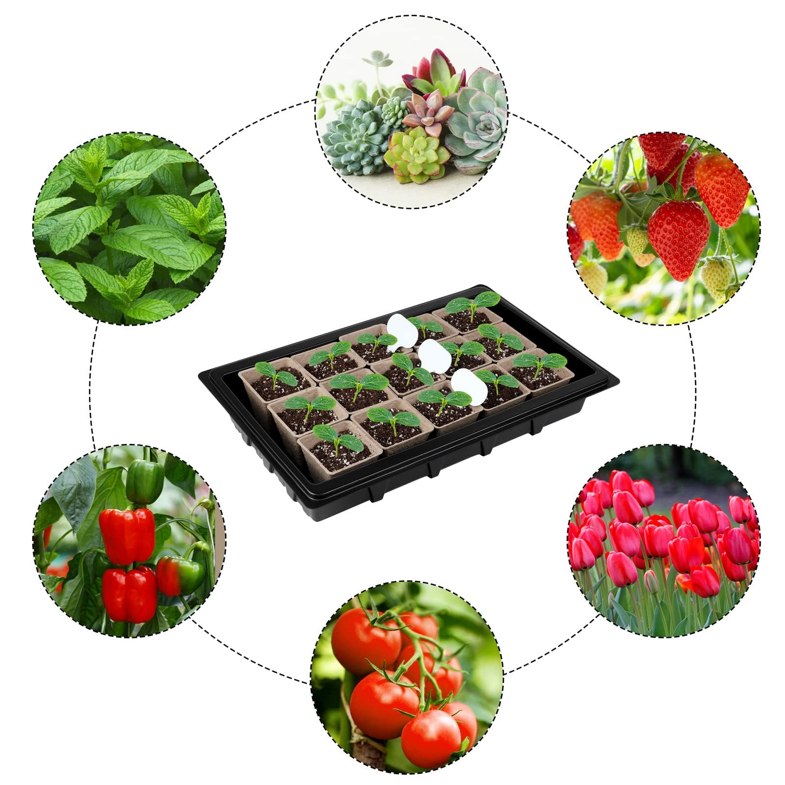 Aodaer plastic growing trays provide durable, reusable seed starting support.