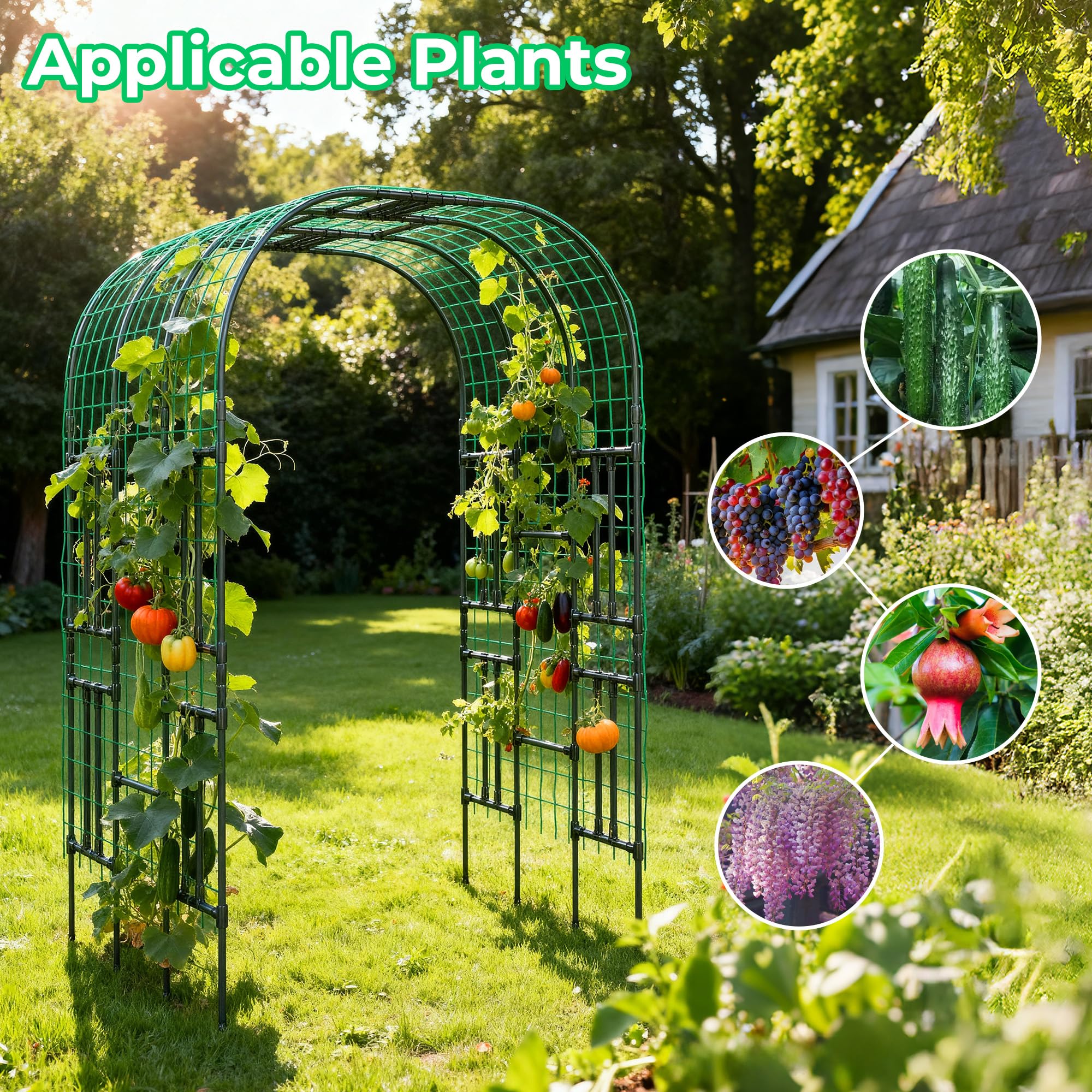 Aohanoi garden arch helps observation and harvest of cucumbers and grapes.