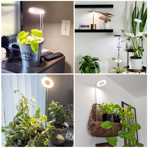 Aokrean Grow Light height adjustment demonstrates flexible setup for varied plant heights.