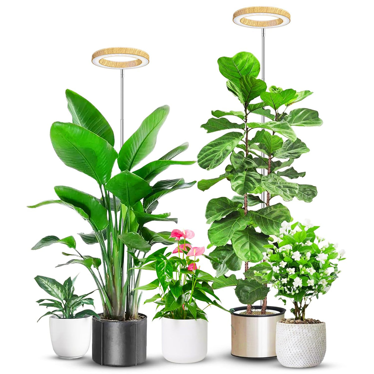 Aokrean wood-grain ring grow light provides stylish indoor lighting for healthy houseplants year-round.
