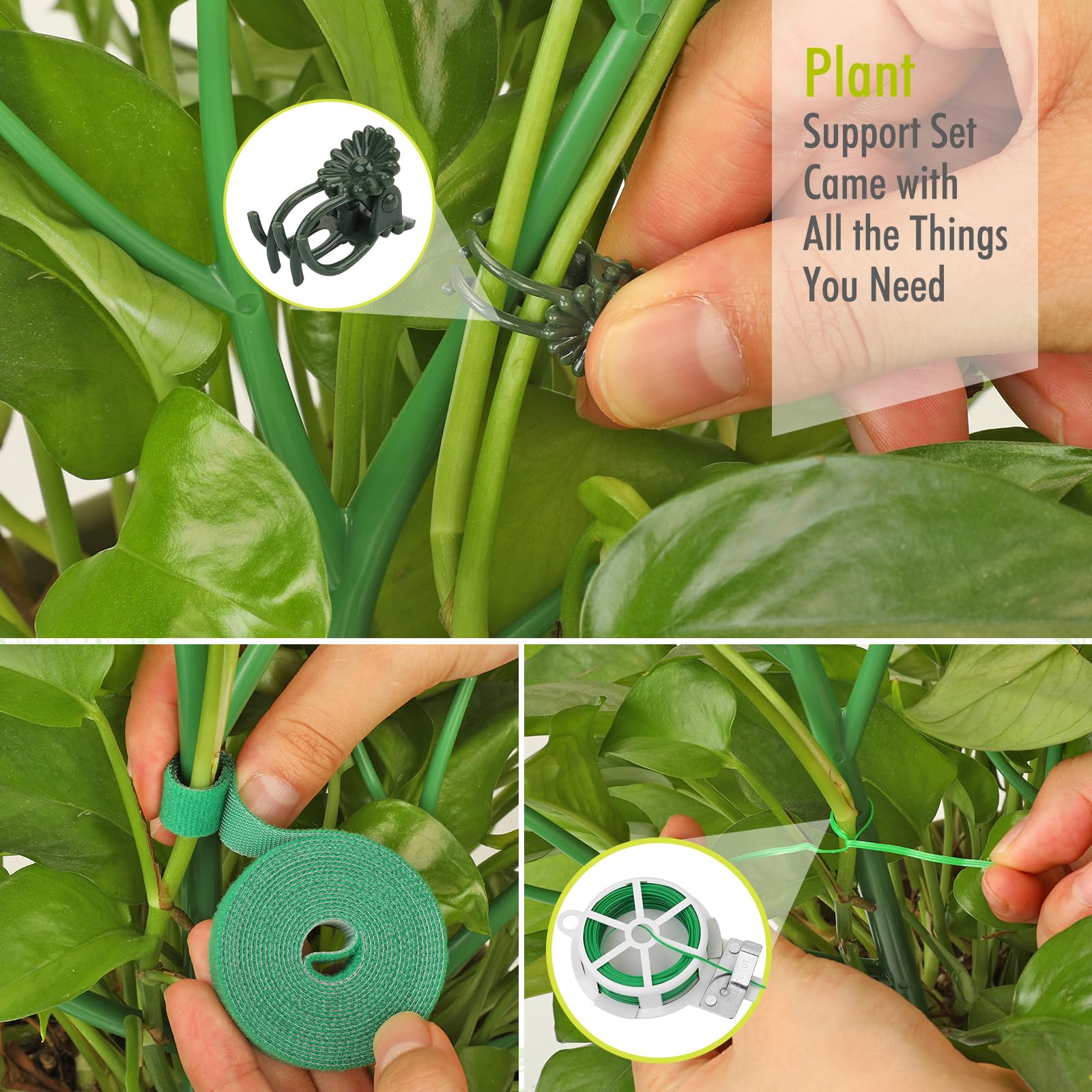 AOM Monstera supported by twig stakes for straight, healthy growth.