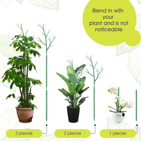 AOM twig stake inserted around Monstera stem for discreet growth guidance.