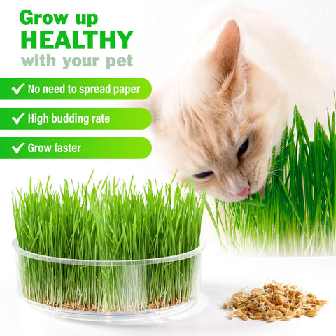 AOMGD drain tray catching excess moisture for cleaner sprouts