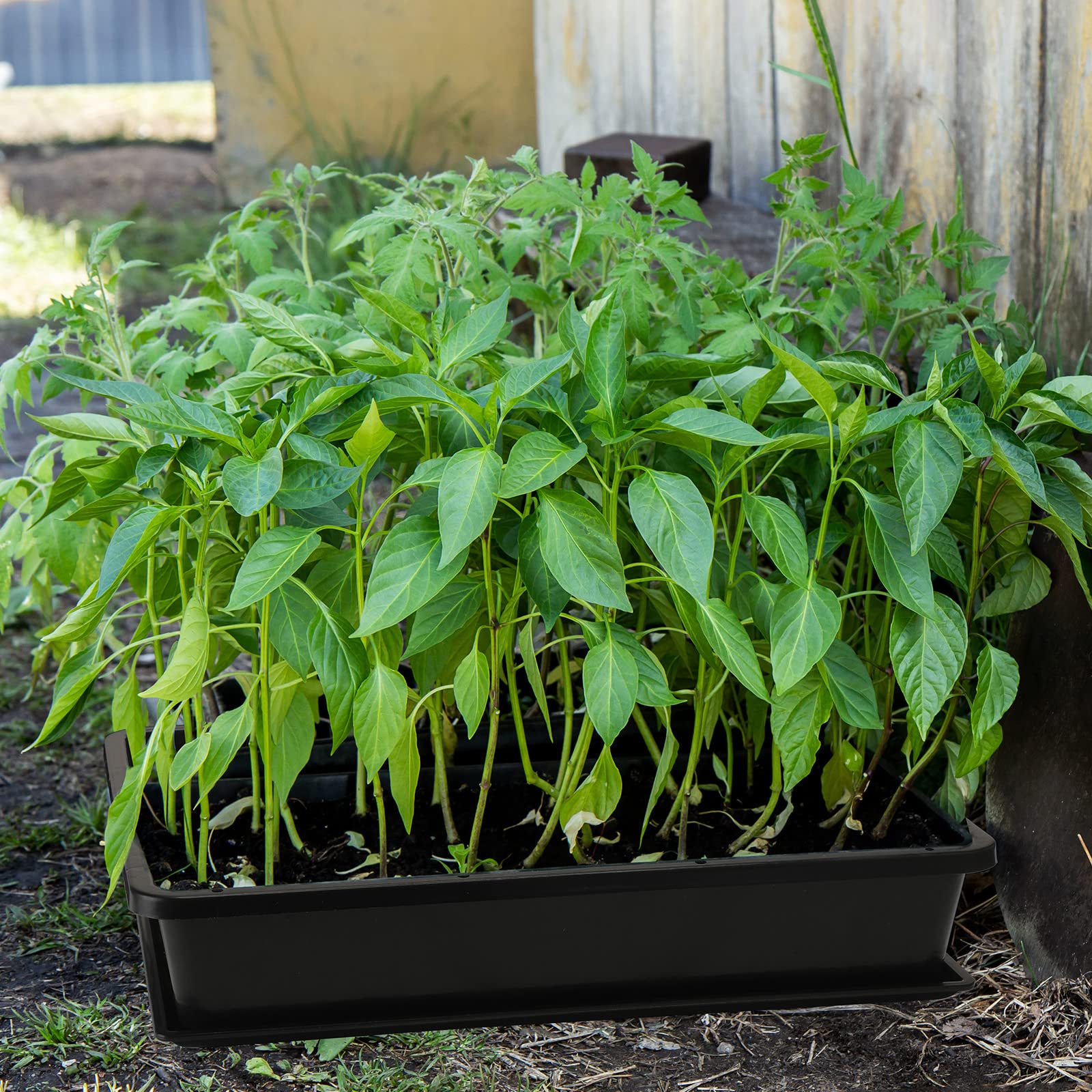 Aoriher succulent and herb seed trays ideal for starting small plants indoors.