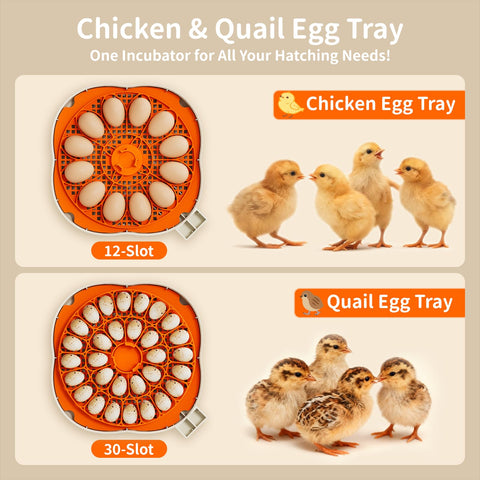 Apdoe HatchElite automatic turning keeps eggs oriented for consistent development.