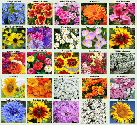 Apexmode 25-flower-seed-packs collection ready for a colorful garden display