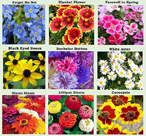 Apexmode forget-me-not seeds pack for delicate spring blooms