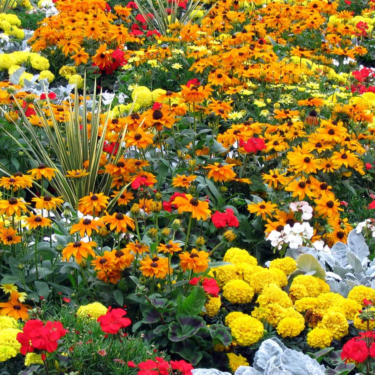 Apexmode hummingbird and butterfly wildflowers seeds for pollinator-friendly yard
