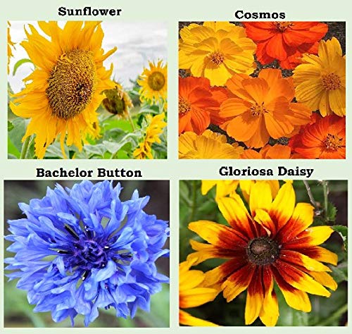 Apexmode marigold seeds pack for bright borders