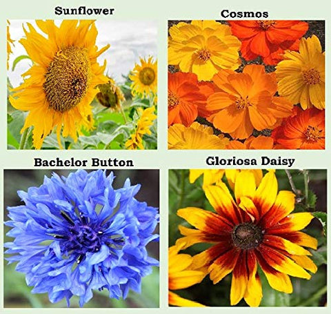 Apexmode marigold seeds pack for bright borders