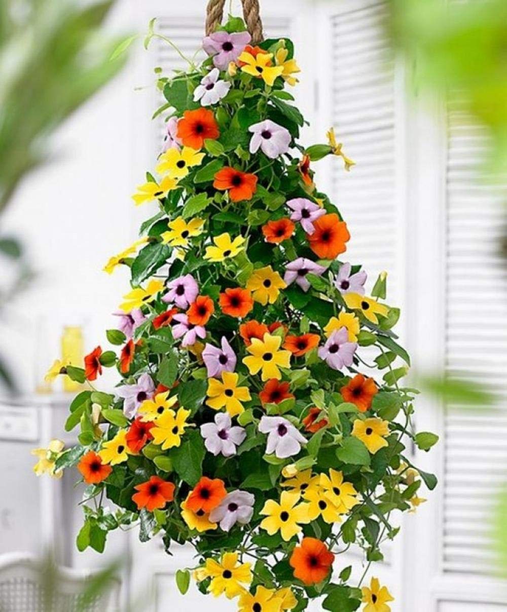Apexmode snapdragon seeds pack for vertical color in beds