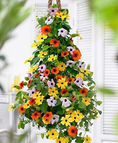Apexmode snapdragon seeds pack for vertical color in beds