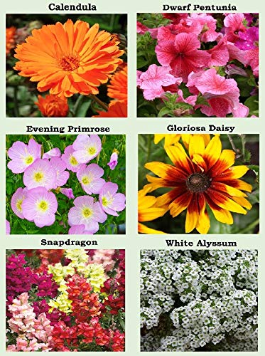 Apexmode sunflower seeds pack for tall sunny garden accents