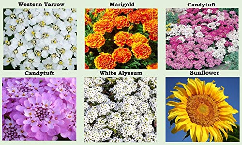 Apexmode zinnia lilliput seeds pack for showy summer bouquets