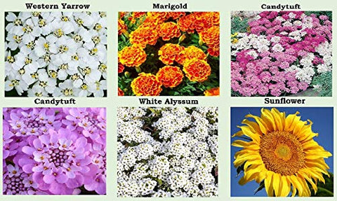 Apexmode zinnia lilliput seeds pack for showy summer bouquets