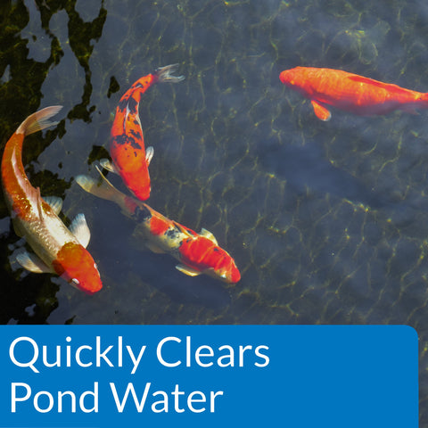 Cloudy pond water before API POND ACCU-CLEAR treatment for clarity.