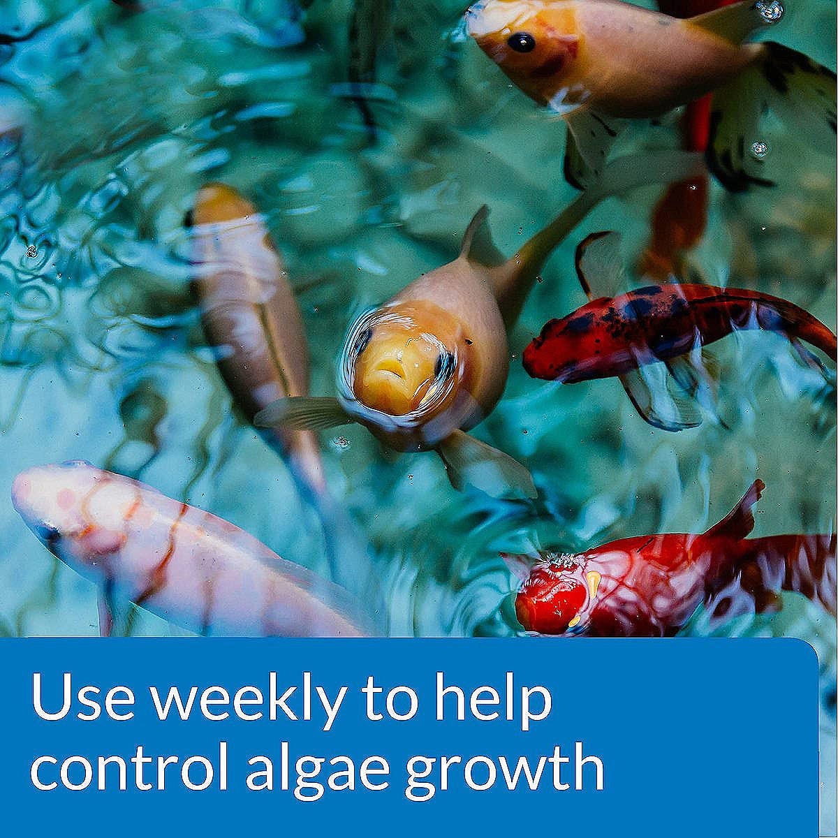 API POND ALGAEFIX algae control leads to clearer water in koi ponds.