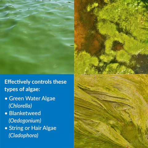 API POND ALGAEFIX green-water algae removal in a clear pond.