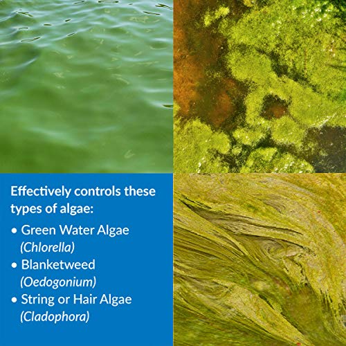 API POND ALGAEFIX targets string algae in a pond.