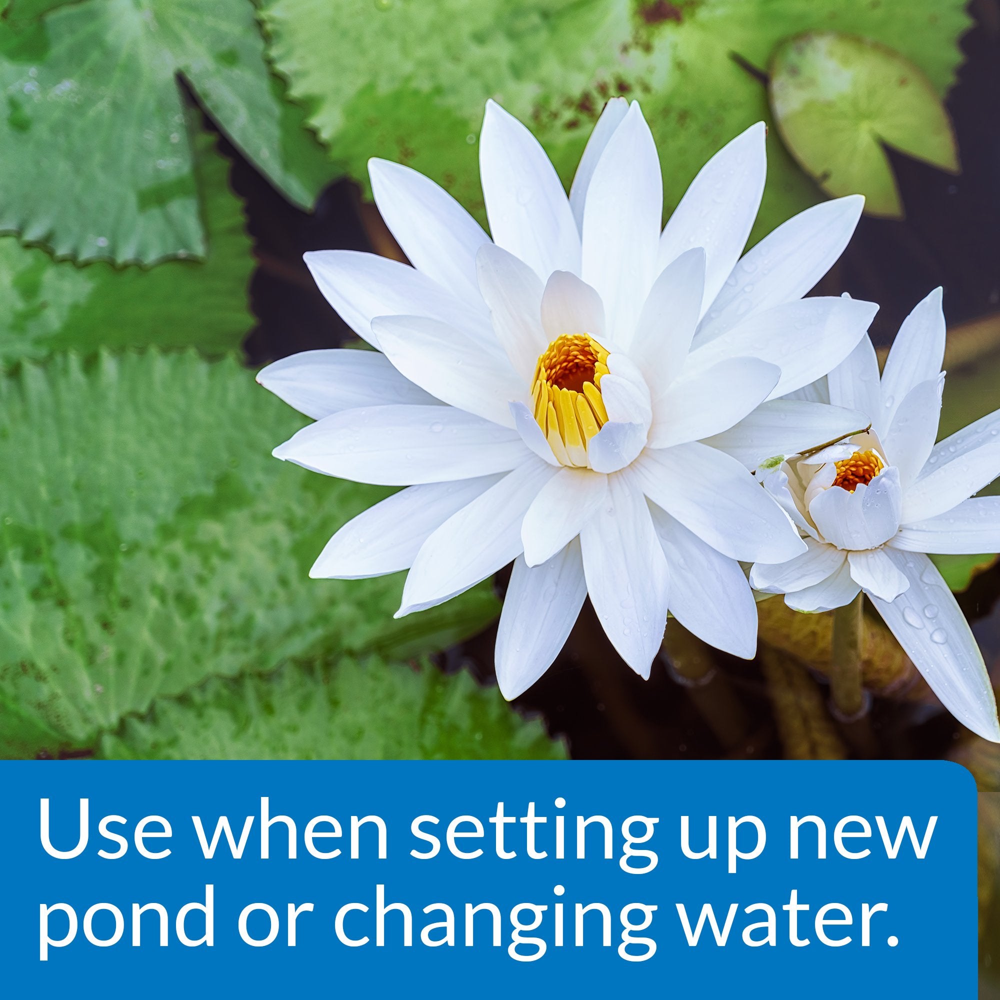 API Pond Neutralizer label close-up shows ready-to-use formula for freshwater ponds