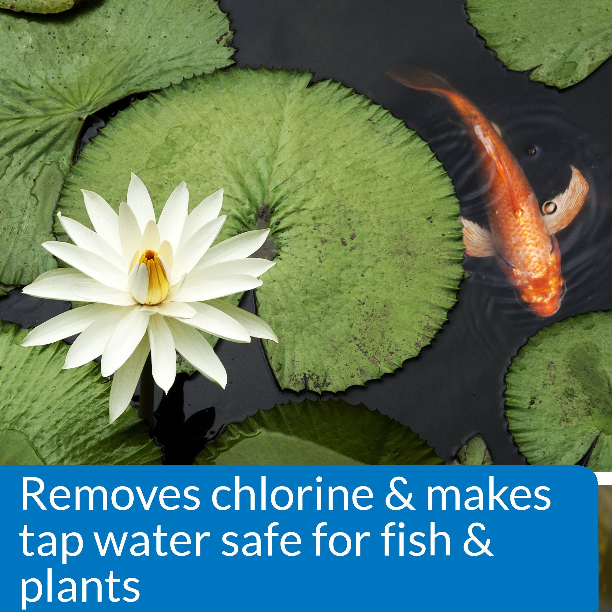 Freshwater pond water after API Neutralizer treatment appears clearer