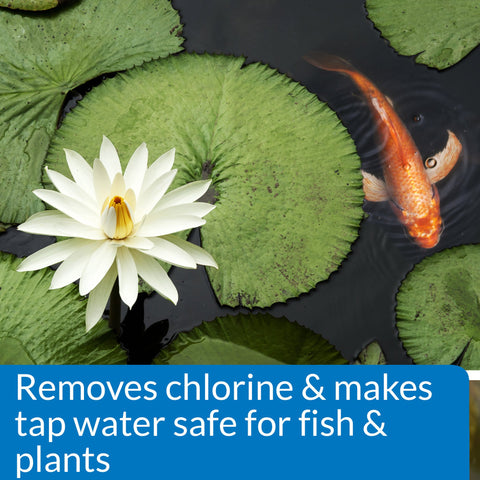 Freshwater pond water after API Neutralizer treatment appears clearer