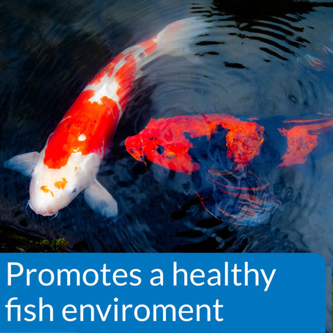 Close-up of API POND ECOFIX label highlights natural bacteria for sludge reduction.