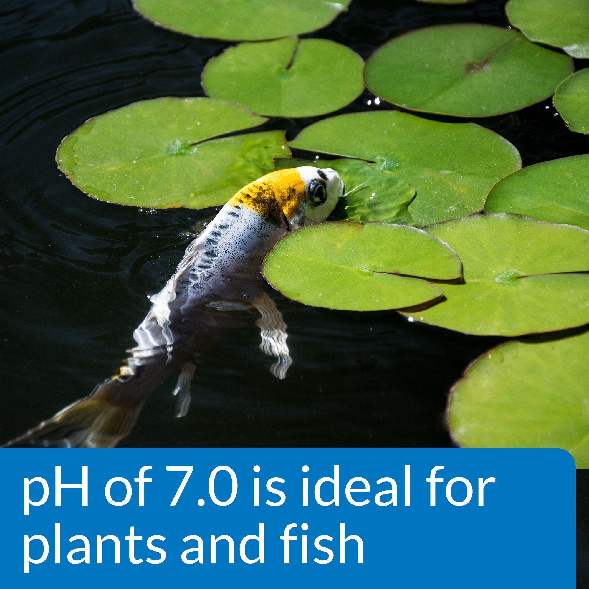 API pond instruction booklet for easy setup and use