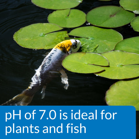 API pond instruction booklet for easy setup and use