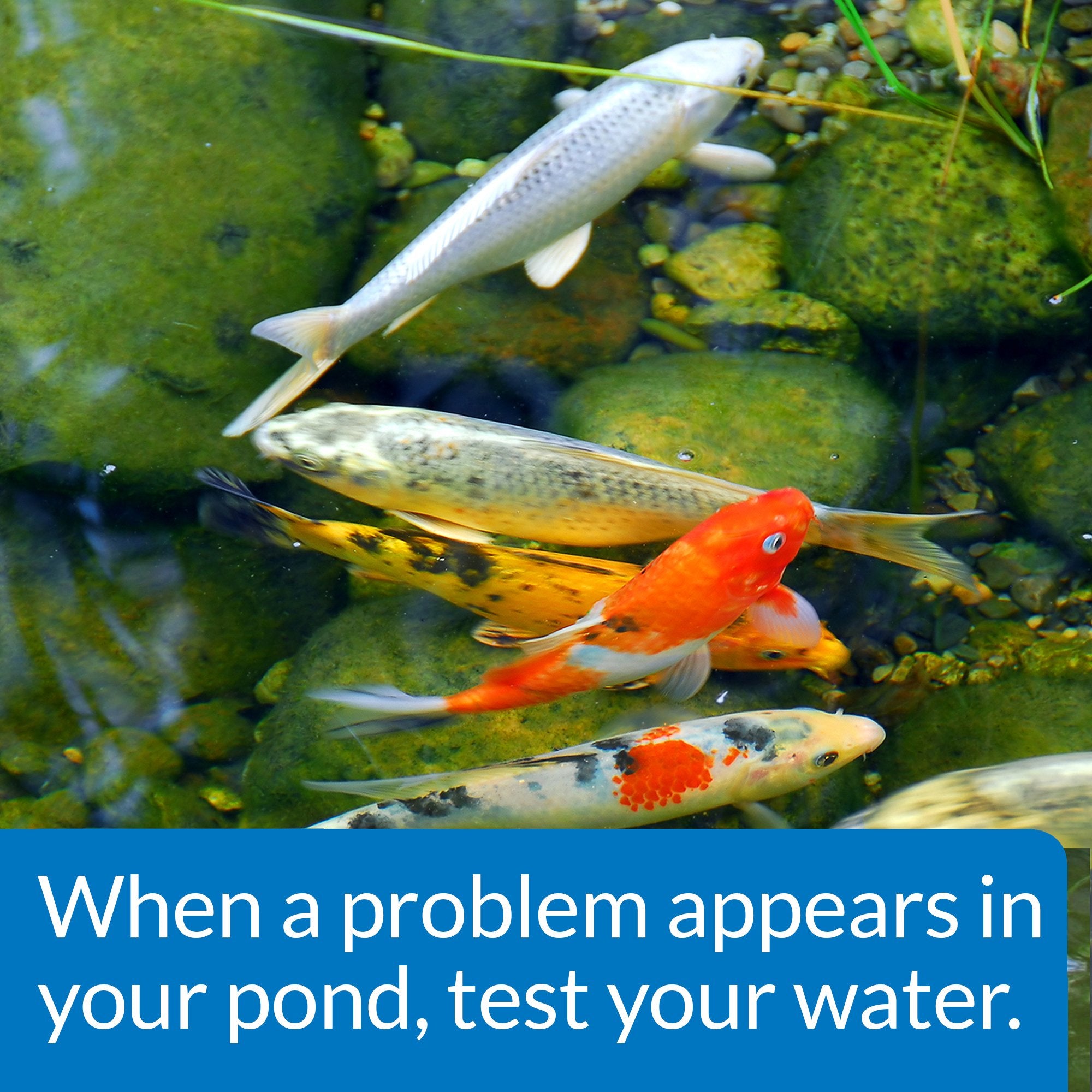 API Pond Master Test Kit supports regular pond monitoring routines for ongoing care.