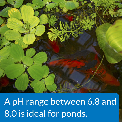 API POND pH UP pond water context emphasizes safe use with delicate plants