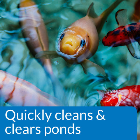 Cloudy water transitioning to clear after using API Simply Clear