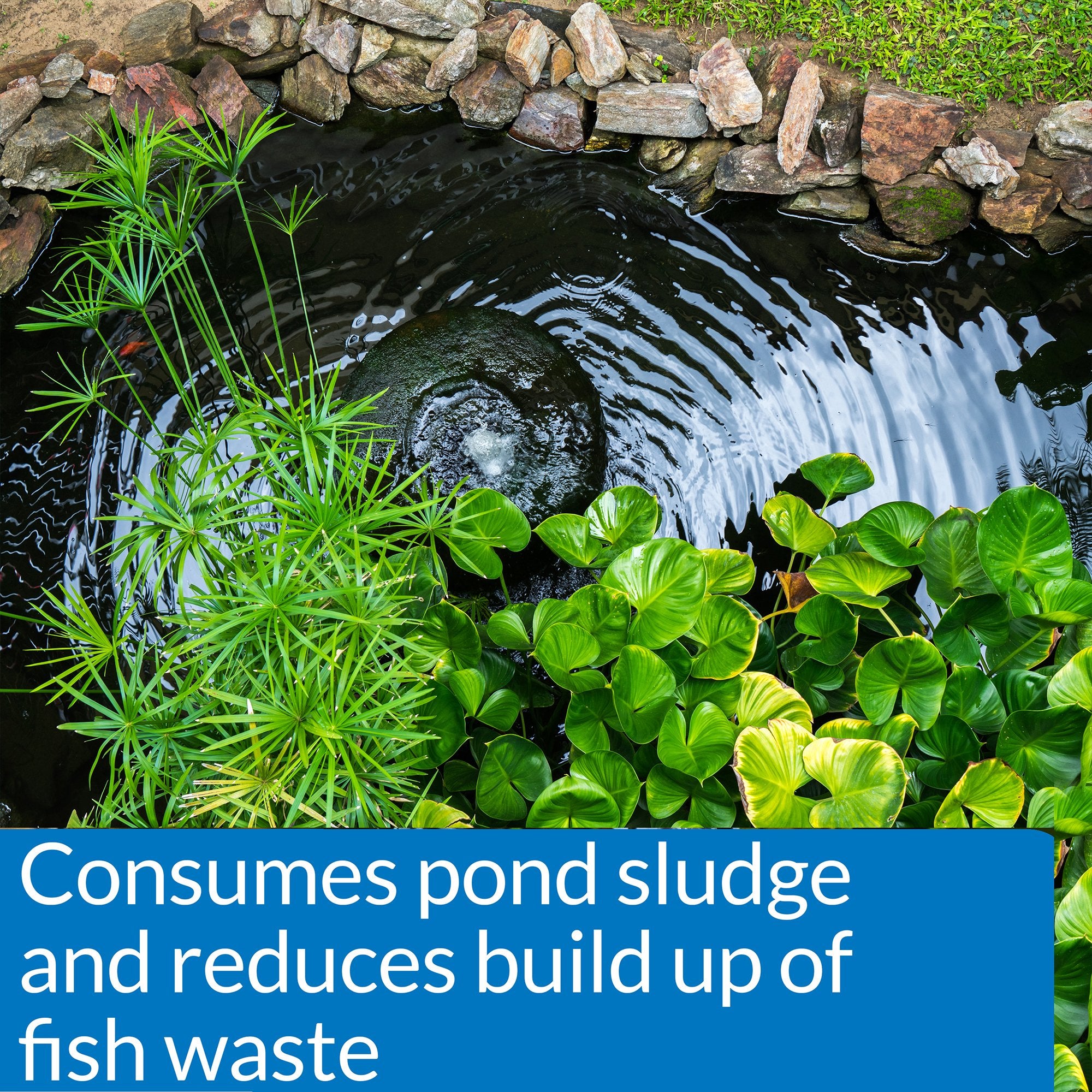 Sludge breakdown observed as beneficial bacteria work
