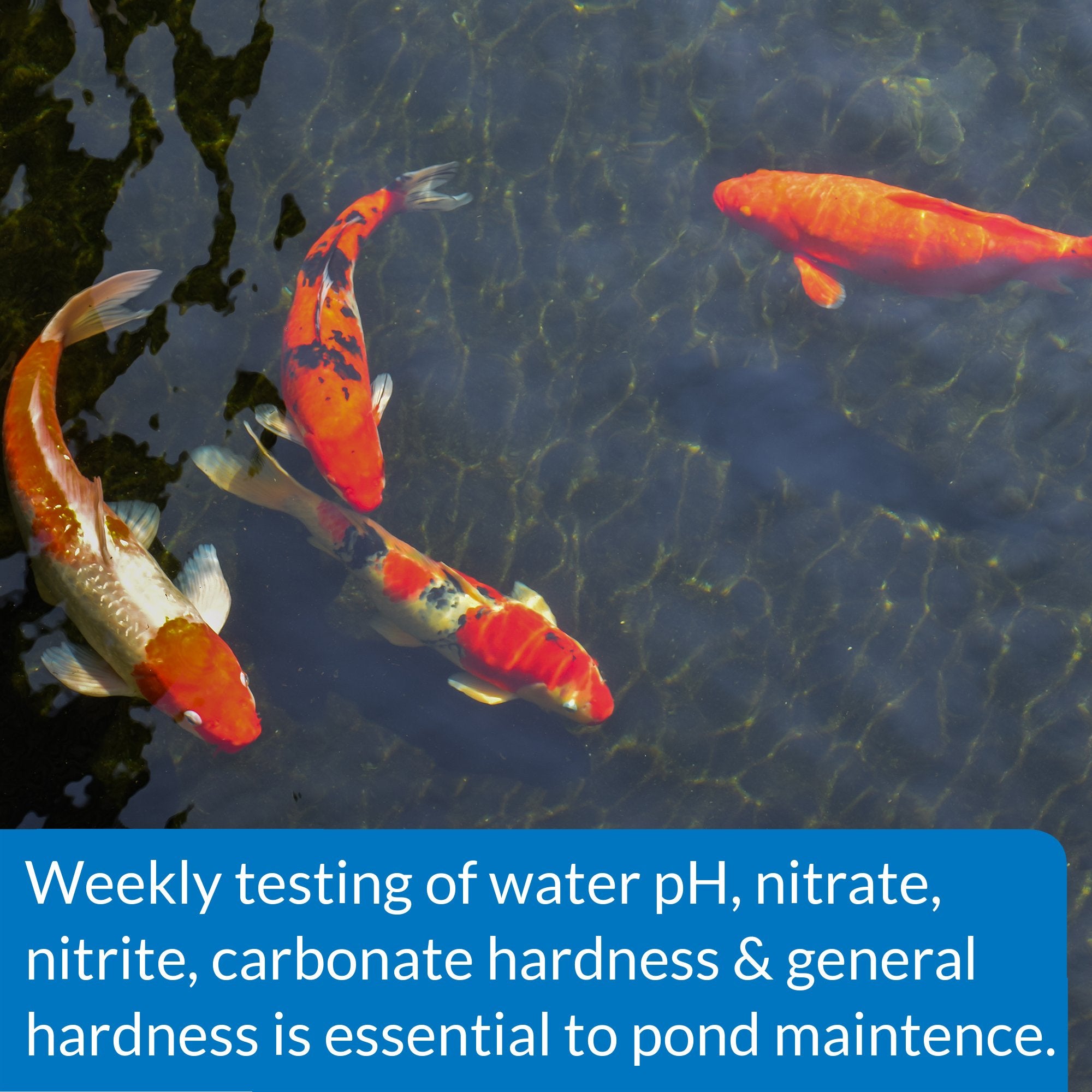 API POND test strips dipped in pond water for instant readings