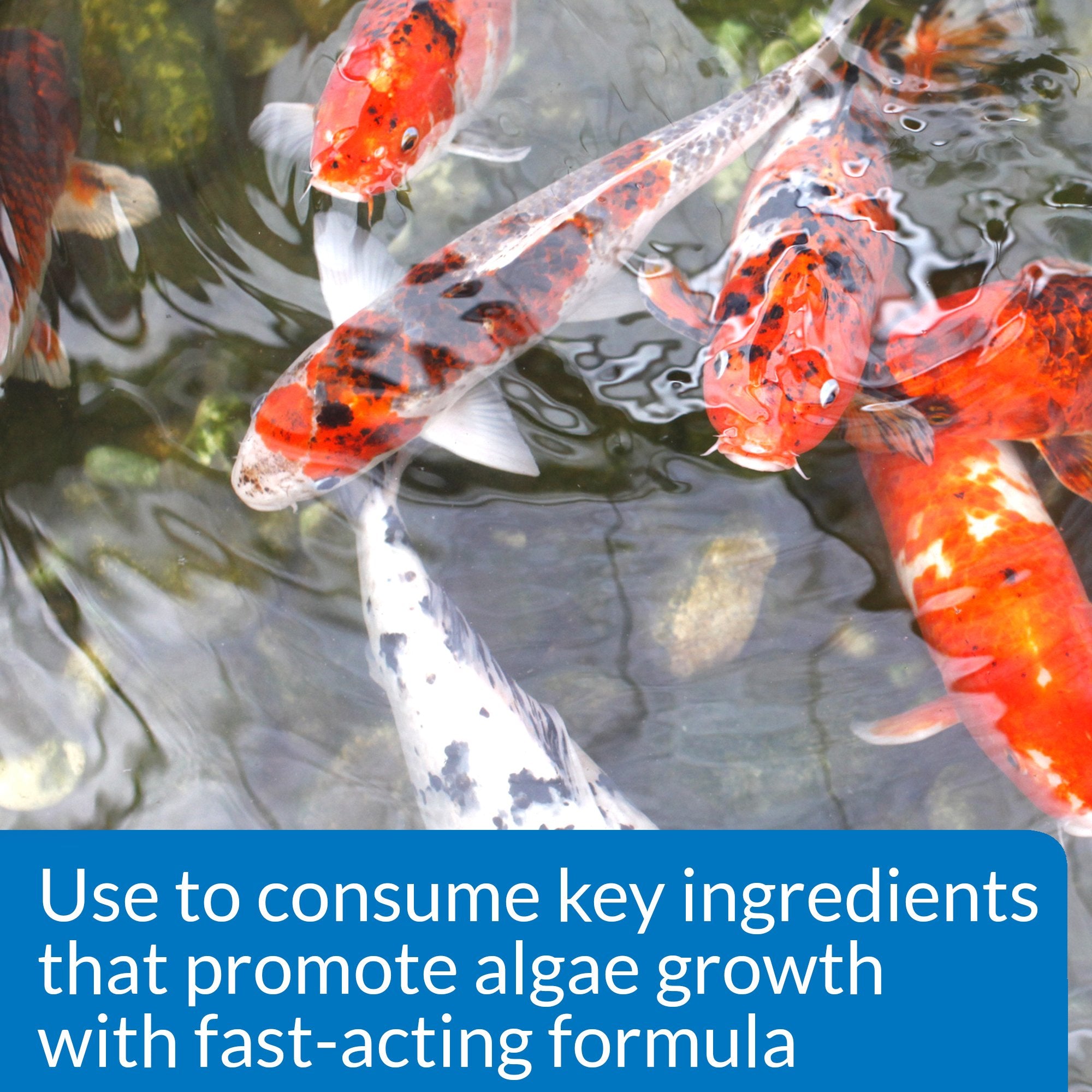 Floating pond water particles clump into larger clusters