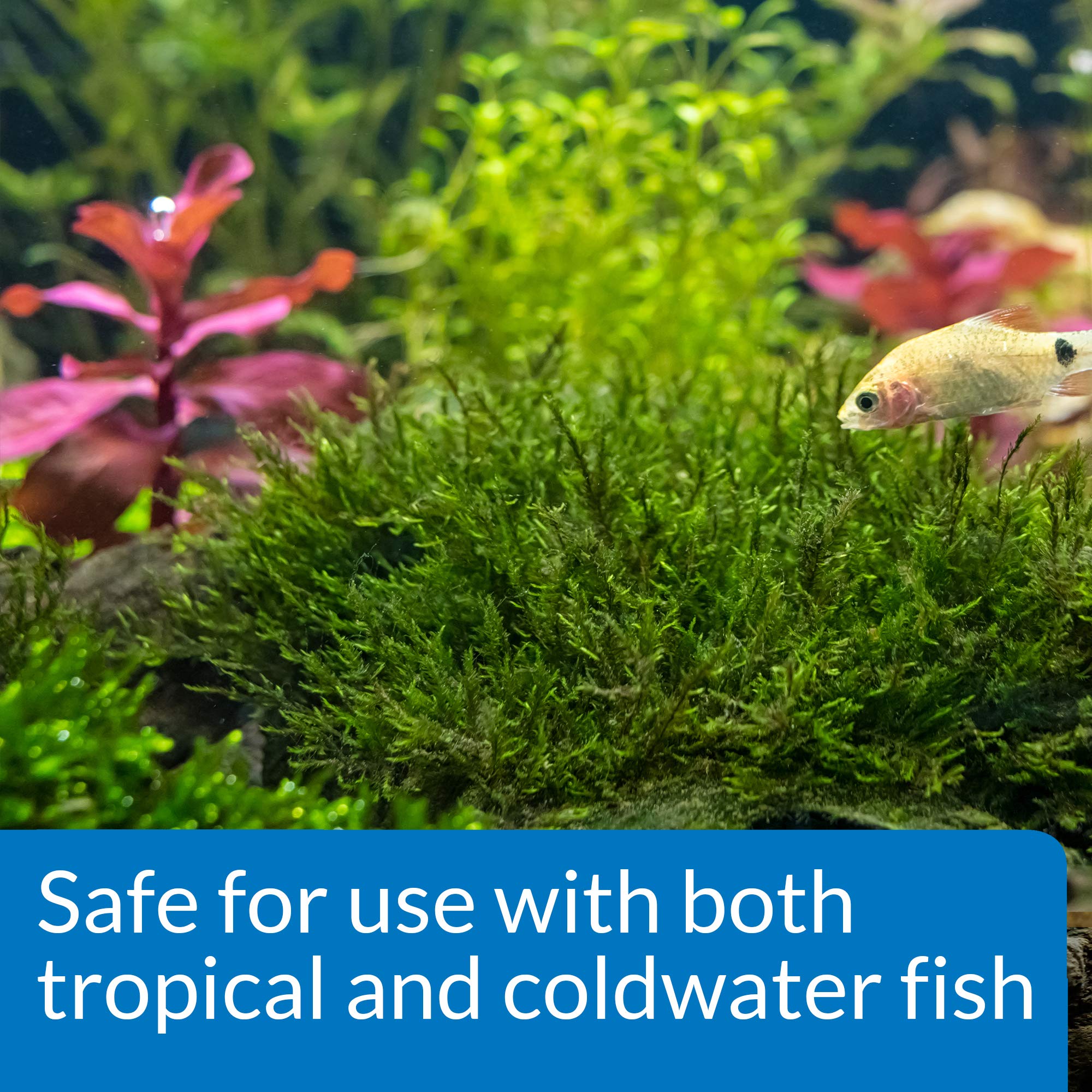 API ROOT TABS safe for tropical fish in planted tanks