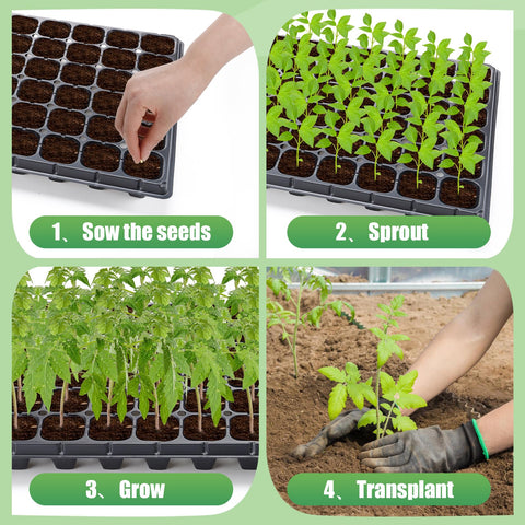 Apipi seedling system ready for vegetables, herbs, and flowers.