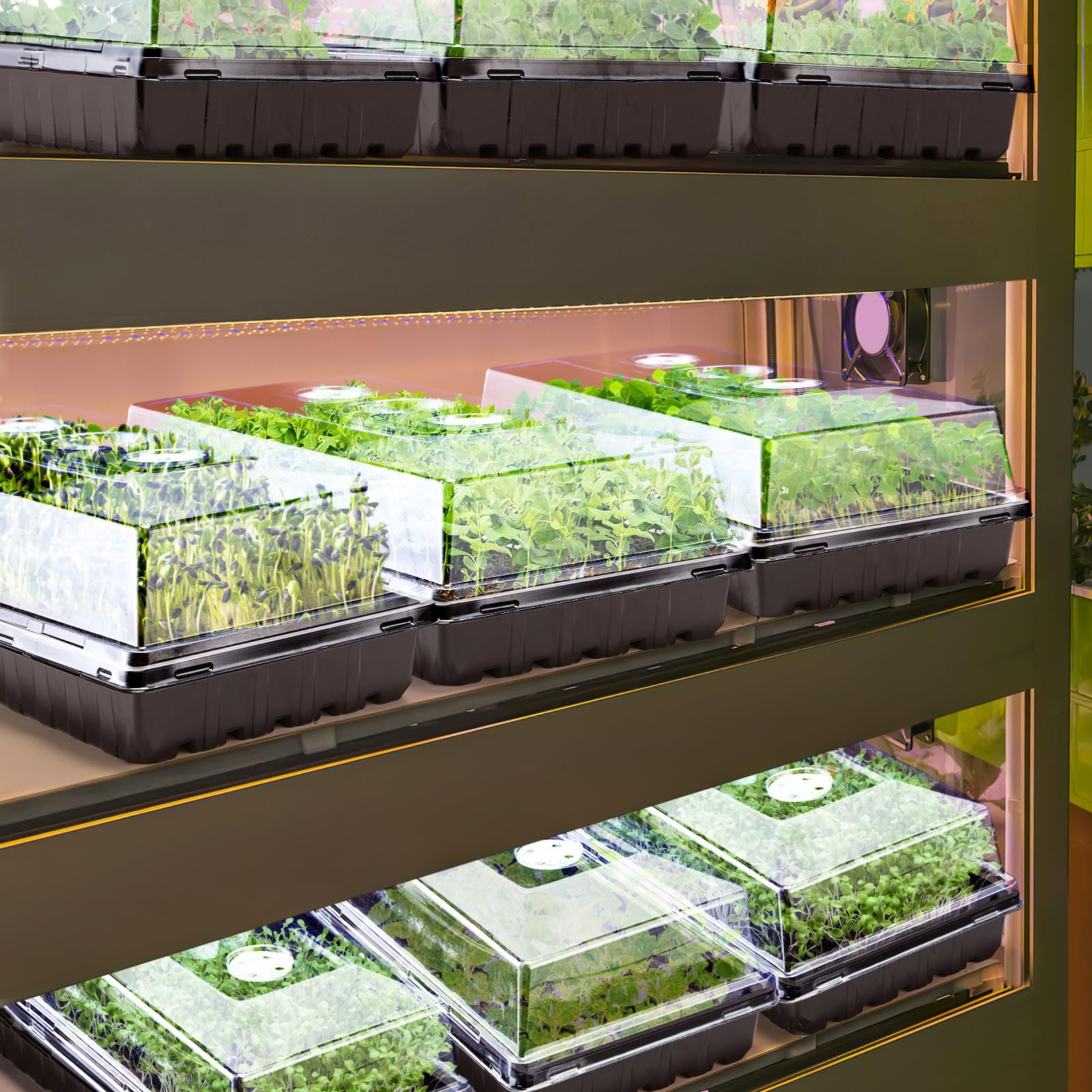 Apipi seedling dome in use creates a mini greenhouse for healthy germination.