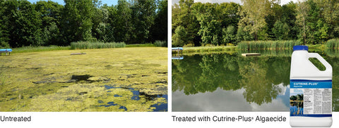 Applied Biochemists Cutrine-Plus being sprayed on targeted area for spot treatment