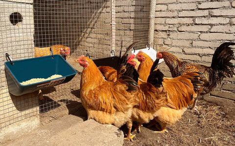 APRICOCK multi-species feeder supports ducks, sheep, and turkeys.
