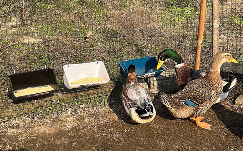 APRICOCK mineral and grain trough suitable for varied livestock diets.