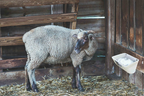APRICOCK mountable feeder attached to fence or wall for flexible setup.
