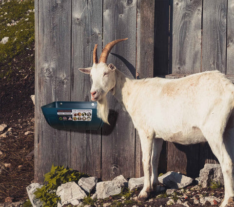APRICOCK piglet feeder helps tidy feeding and reduce scatter.